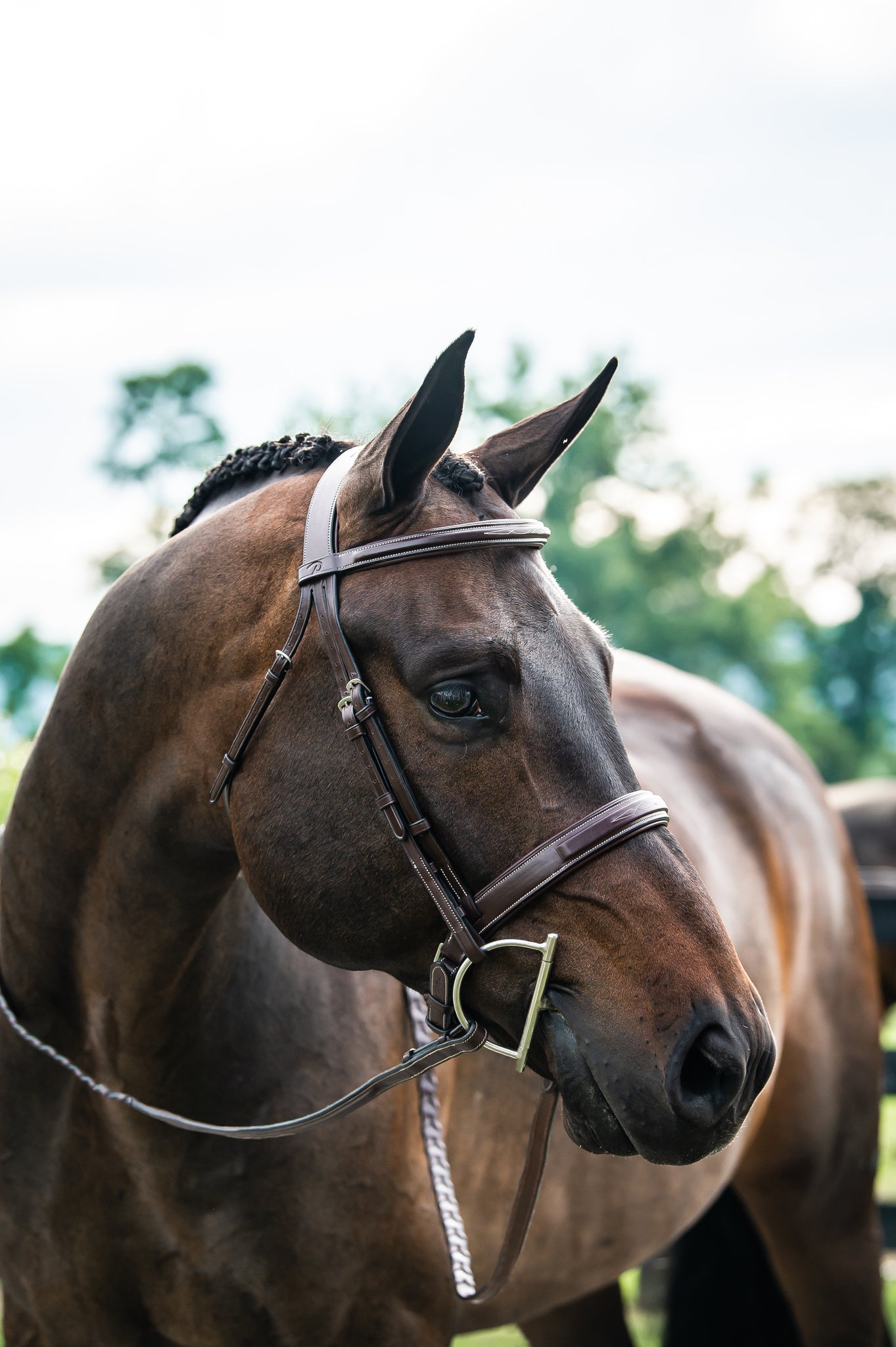 WIDE NOSEBAND HUNTER BRIDLE