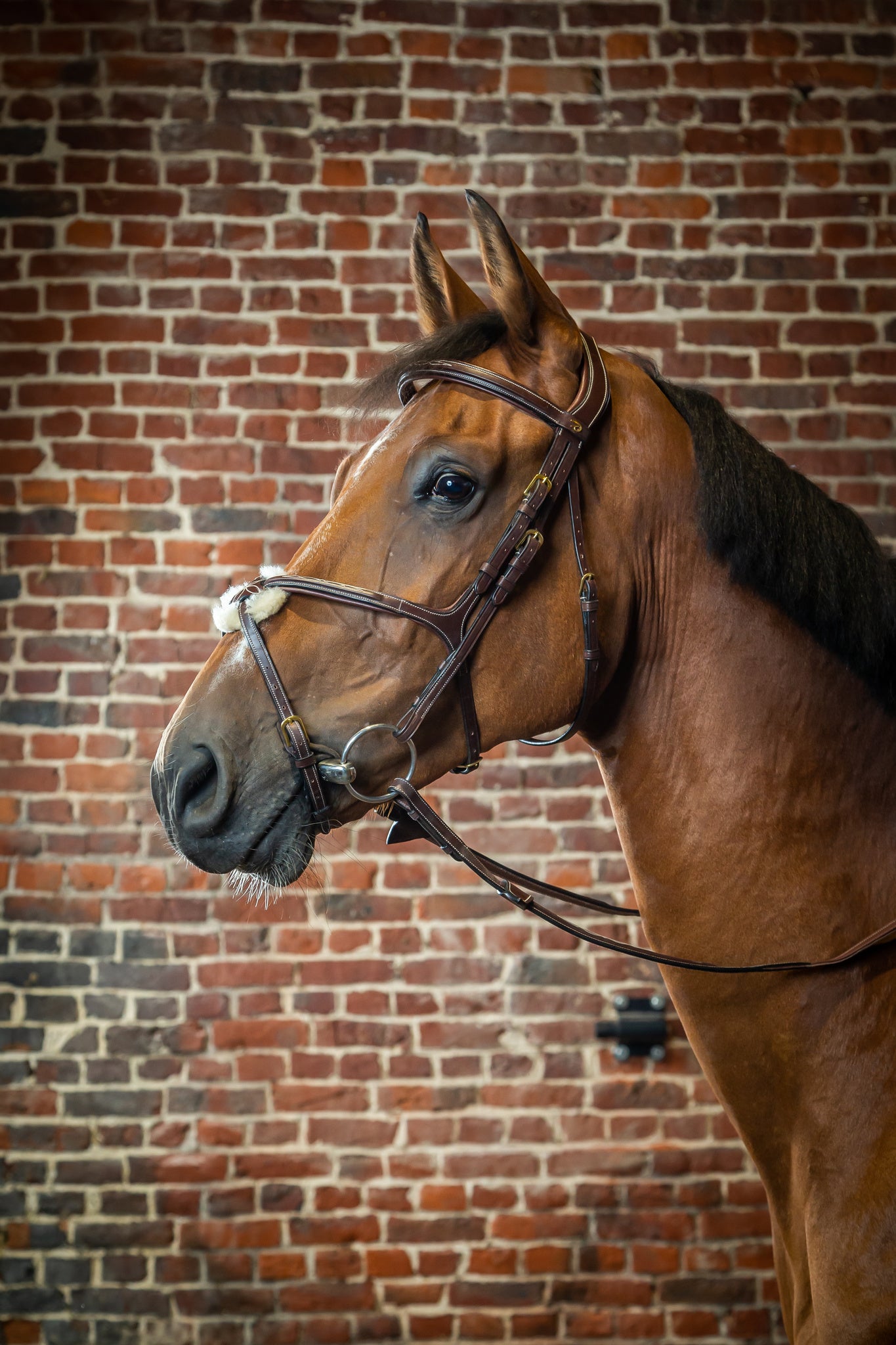 DY'ON FIGURE 8 NOSEBAND BRIDLE