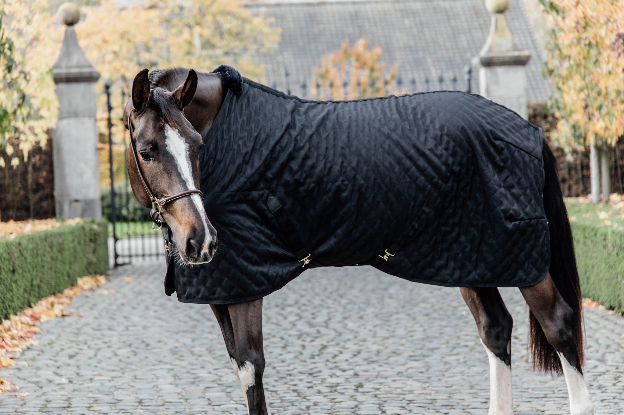 STABLE RUG